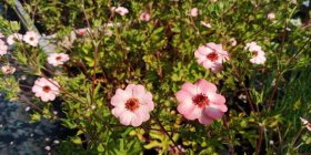 Potentilla xhopwoodiana